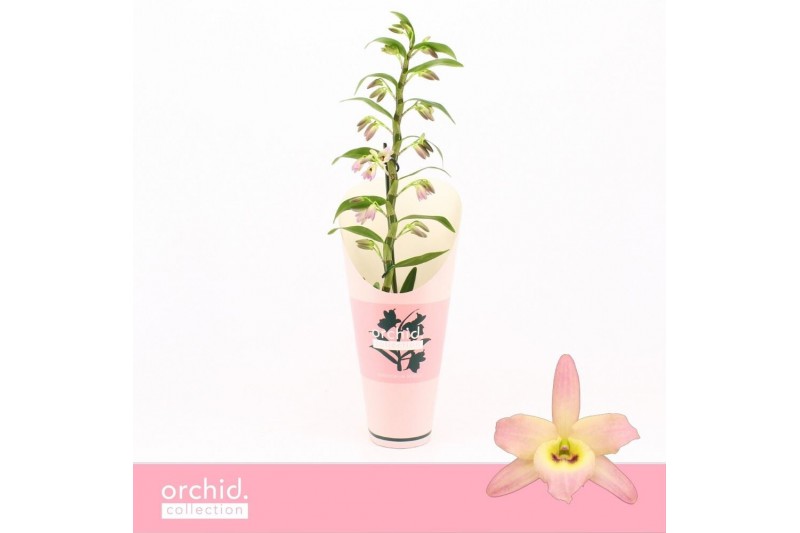 Dendrobium nobile fairlight 1-tak Orchid Collection Potcover 21 bl. Dendrobium nobile fairlight 1-tak Orchid Collection Potcover 21 bl.