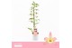 Dendrobium nobile fairlight 1-tak Orchid Collection 21 bl. 