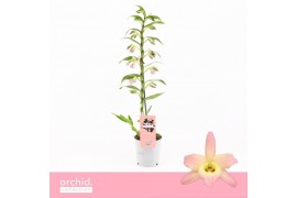 Dendrobium nobile fairlight 1-tak Orchid Collection 21 bl.