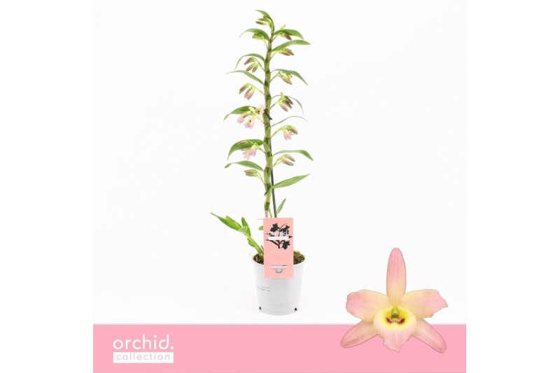 Dendrobium nobile fairlight 1-tak Orchid Collection 21 bl. Dendrobium nobile fairlight 1-tak Orchid Collection 21 bl.