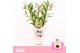 Dendrobium nobile sunny eyes 3-spike Orchid Collection Potcover 55 bl. 