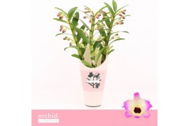 Dendrobium nobile sunny eyes 3-spike Orchid Collection Potcover 55 bl.