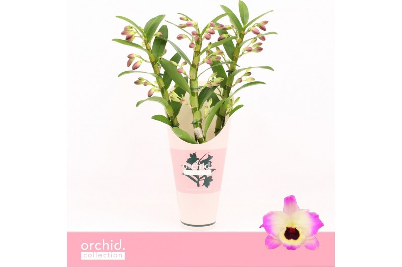 Dendrobium nobile sunny eyes 3-spike Orchid Collection Potcover 55 bl. Dendrobium nobile sunny eyes 3-spike Orchid Collection Potcover 55 bl.
