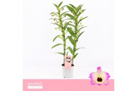 Dendrobium nobile sunny eyes 2-spike Orchid Collection 35 bl.