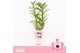 Dendrobium nobile sunny eyes 2-spike Orchid Collection Potcover 35 bl. 