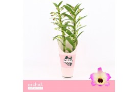 Dendrobium nobile sunny eyes 2-spike Orchid Collection Potcover 35 bl.
