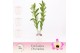 Dendrobium nobile sunny eyes 2-spike in Lotte White Exclusiva Orchidea 