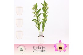 Dendrobium nobile sunny eyes 2-spike in Lotte White Exclusiva Orchidea