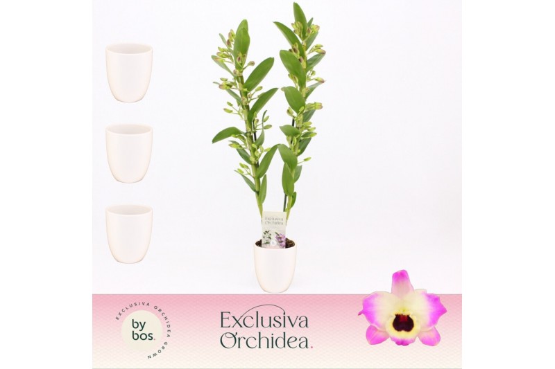 Dendrobium nobile sunny eyes 2-spike in Lotte White Exclusiva Orchidea 
