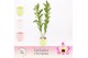 Dendrobium nobile sunny eyes 2-spike in Lotte Exclusiva Orchidea 40 bl 