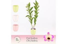 Dendrobium nobile sunny eyes 2-spike in Lotte Exclusiva Orchidea 40 bl