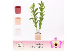 Dendrobium nobile sunny eyes 2-spike in Horizon Ribble Exclusiva Orchi