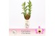 Dendrobium nobile sunny eyes 2-spike Exclusiva Orchidea Potcover 40 bl 