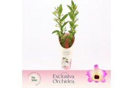Dendrobium nobile sunny eyes 2-spike Exclusiva Orchidea Potcover 40 bl