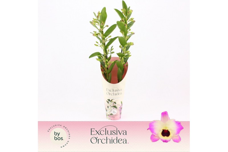 Dendrobium nobile sunny eyes 2-spike Exclusiva Orchidea Potcover 40 bl Dendrobium nobile sunny eyes 2-spike Exclusiva Orchidea Potcover 40 bl