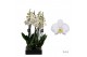 Phalaenopsis wit Leeds - 4 tak - 65/70cm 