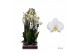 Phalaenopsis wit Leeds - 4 tak - 65/70cm 