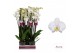 Phalaenopsis wit Leeds - 4 tak - 65/70cm 
