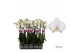 Phalaenopsis wit Leeds - 4 tak - 65/70cm 