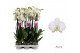 Phalaenopsis wit Leeds - 4 tak - 65/70cm 