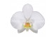 Phalaenopsis wit Leeds - 4 tak - 65/70cm 