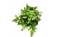 Athyrium Athyrium Spicatum - De varen voor binnen en buiten! 5 cm diam 