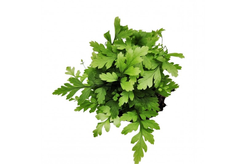 Athyrium Athyrium Spicatum - De varen voor binnen en buiten! 5 cm diam 