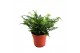Athyrium Athyrium Spicatum - De varen voor binnen en buiten! 