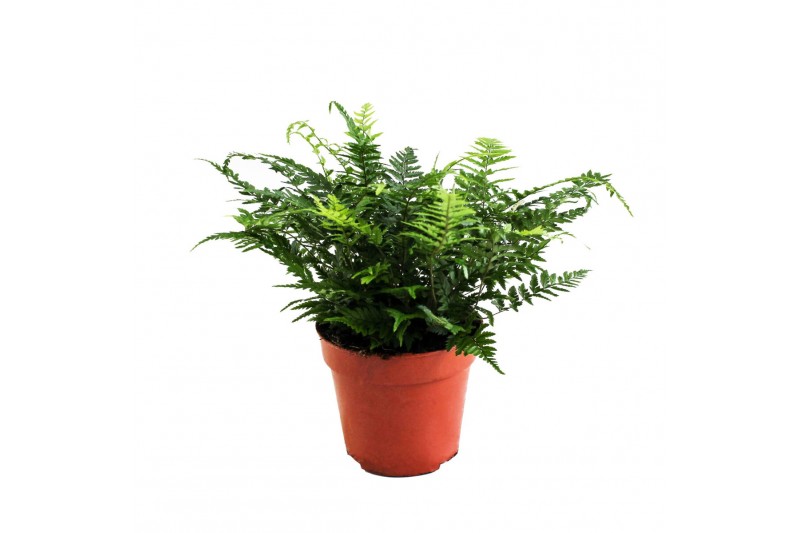 Athyrium Athyrium Spicatum - De varen voor binnen en buiten! 
