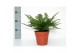 Athyrium Athyrium Spicatum - De varen voor binnen en buiten! 