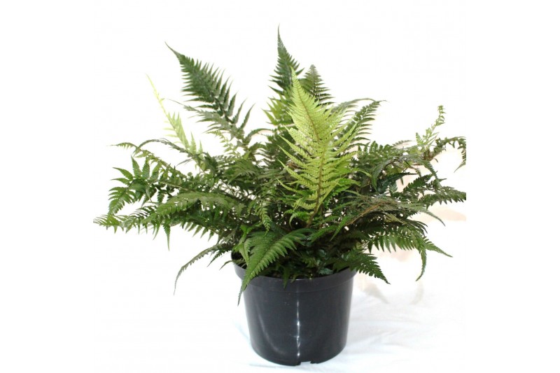 Athyrium Athyrium Spicatum - De varen voor binnen en buiten 