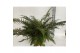 Athyrium Athyrium Spicatum - De varen voor binnen en buiten 