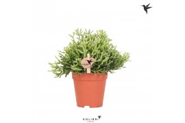 Rhipsalis cereuscula gold kolibri greens