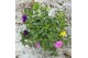Calibrachoa cabaret mixmasters tropicana Calibrachoa Trixi® Hot Pettic 