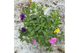 Calibrachoa cabaret mixmasters tropicana Calibrachoa Trixi® Hot Pettic