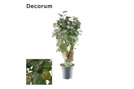 Polyscias fabian vertakt decorum