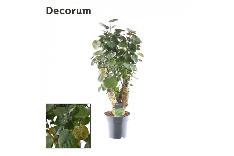 Polyscias fabian vertakt decorum 