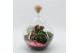 Arrangementen kamerplanten ESCR-2506RZ Essentials terrarium 3 pp 