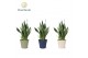 Sansevieria trifasciata futura superba in pot coco black & white decor 