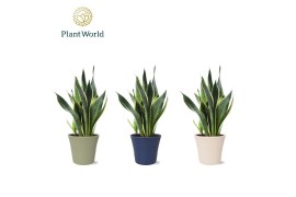 Sansevieria trifasciata futura superba in pot coco black & white decor