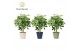 Schefflera arboricola gold capella op stam in coco black & white decor 