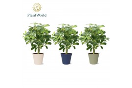 Schefflera arboricola gold capella op stam in coco black & white decor