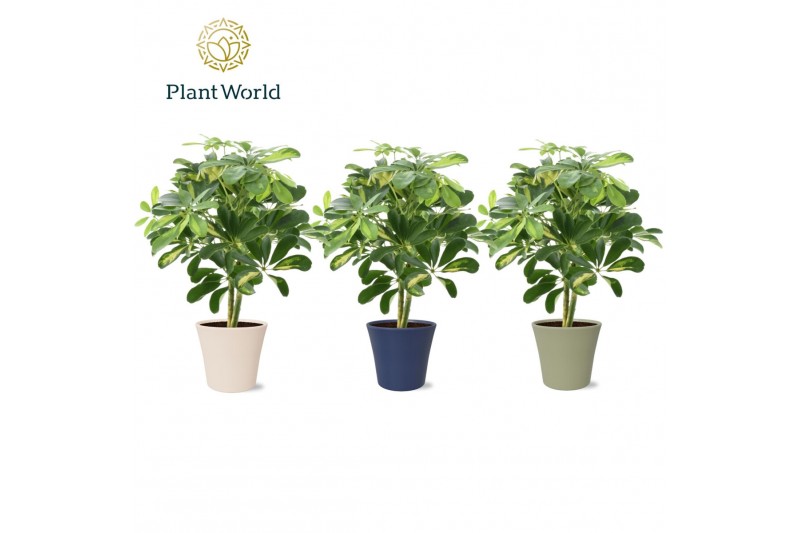 Schefflera arboricola gold capella op stam in coco black & white decor Schefflera arboricola gold capella op stam in coco black & white decor
