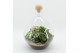 Arrangementen kamerplanten ESCR-2506W Essentials terrarium 3 pp 