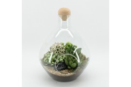 Arrangementen kamerplanten ESCR-2506W Essentials terrarium 3 pp