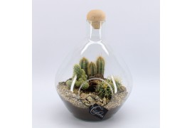 Arrangementen cactus CTCR-2504 Cactus Essentials Terrarium 3 pp