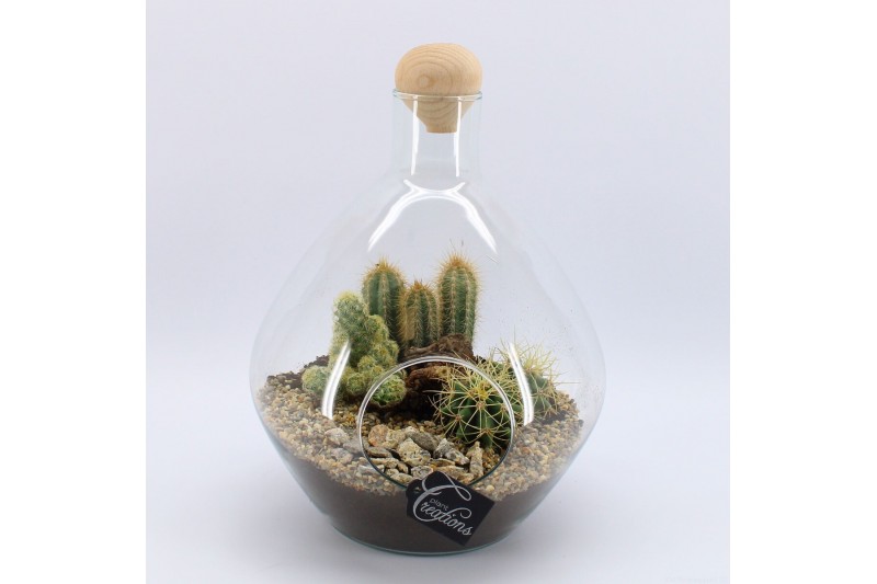 Arrangementen cactus CTCR-2504 Cactus Essentials Terrarium 3 pp Arrangementen cactus CTCR-2504 Cactus Essentials Terrarium 3 pp