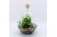 Arrangementen kamerplanten GRCR-2545 Green Essentials Terrarium 3 pp 