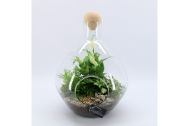 Arrangementen kamerplanten GRCR-2545 Green Essentials Terrarium 3 pp