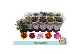 Chrysanthemum ind. tweekleurige mix Chrysant Special Mix 3 pp
